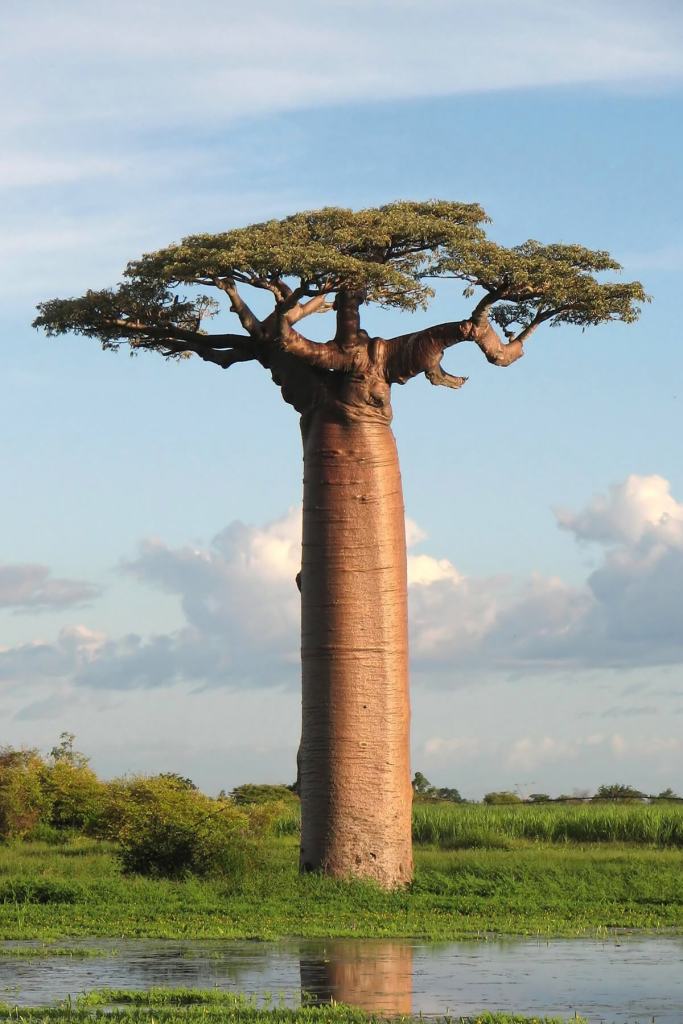 Baobab Tree