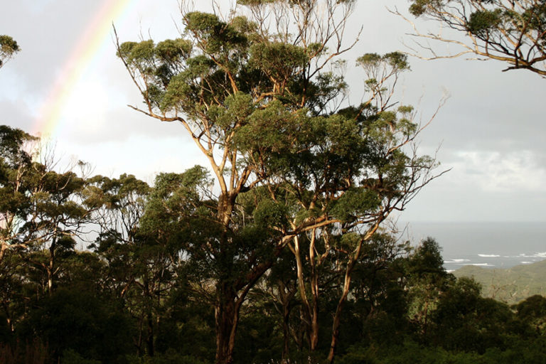 Karri tree