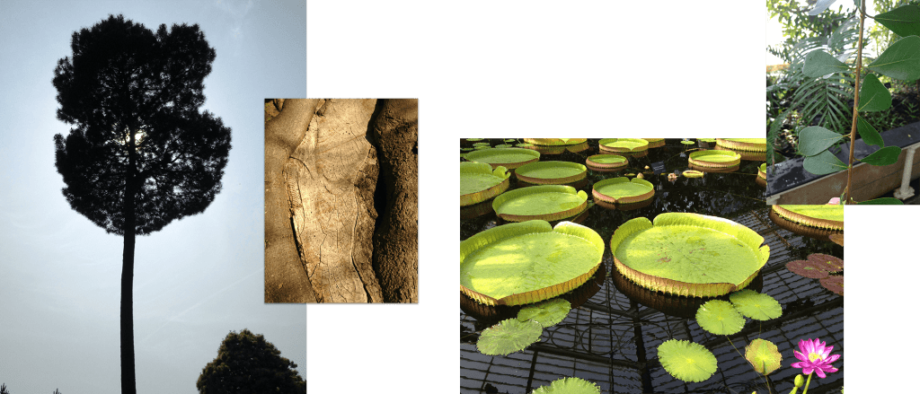 Williams inspiration