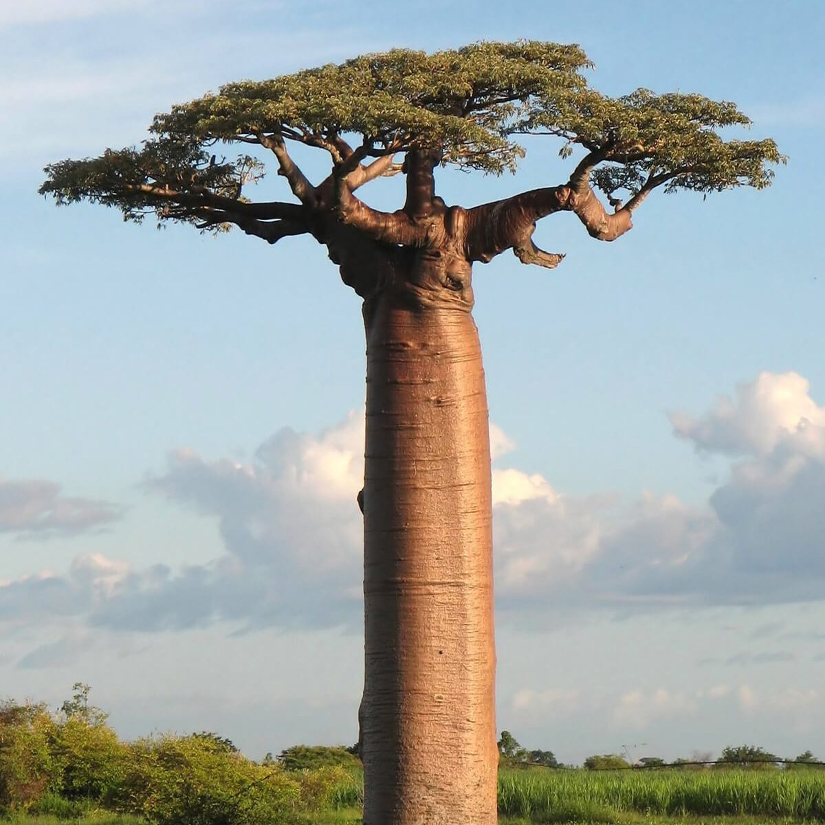 Baobab Tree