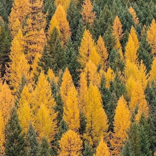 Larch forest