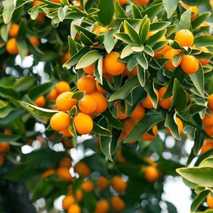 Kumquat Fruit