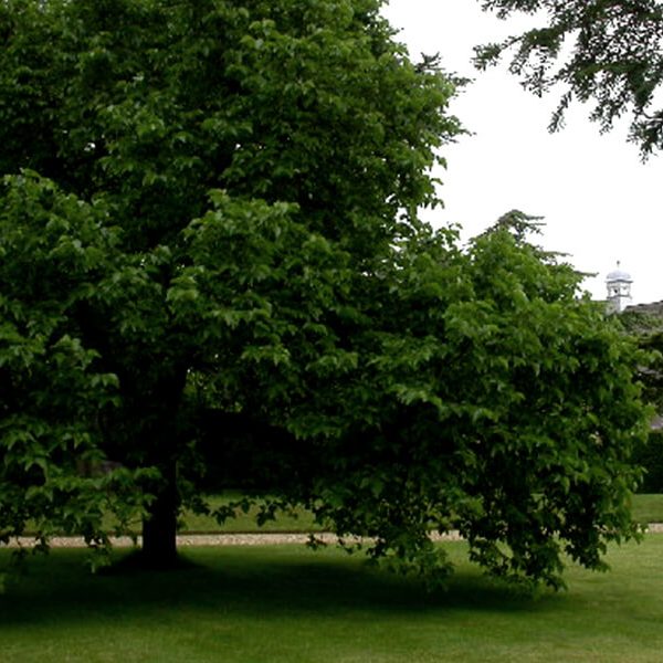 Mulberry Tree