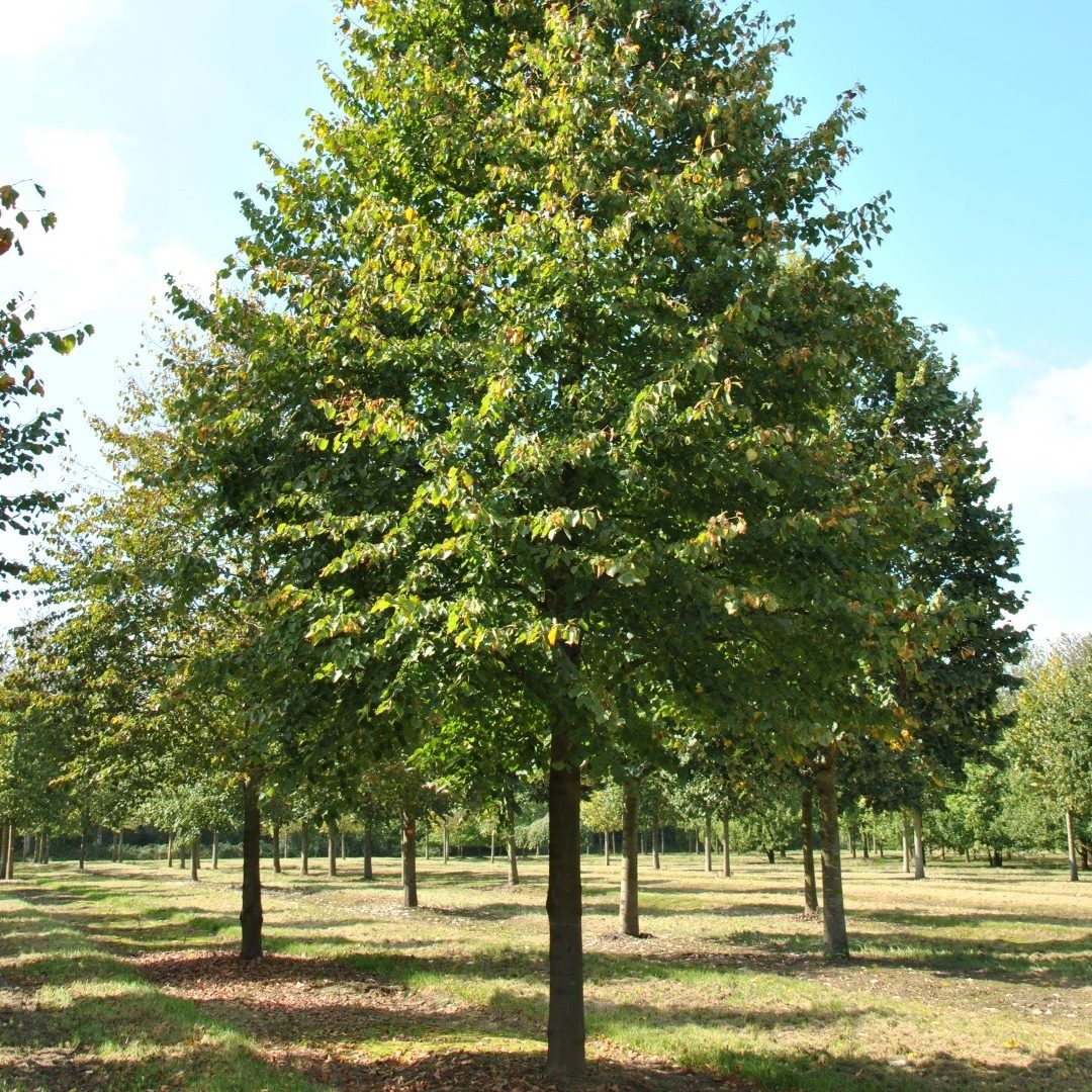 Tilia Tree